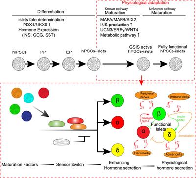 Adapting Physiology in Functional Human Islet Organogenesis